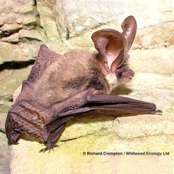 Image of one bat on a wall.