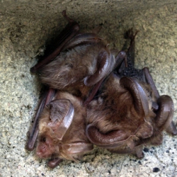 Image of a group of bats
